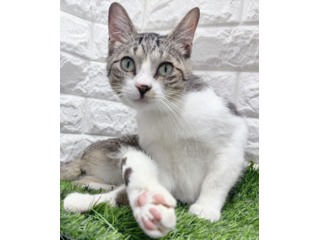 エキゾチックショートヘア｜いつでも里親募集中