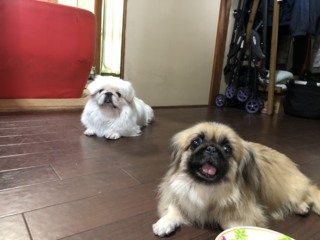 里親さんを待っている動物たち いつでも里親募集中 里親さんを待っている動物たち いつでも里親募集中