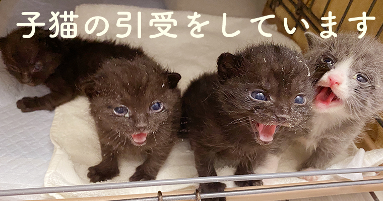 ニュース詳細 いつでも里親募集中 ニュース詳細 いつでも里親募集中