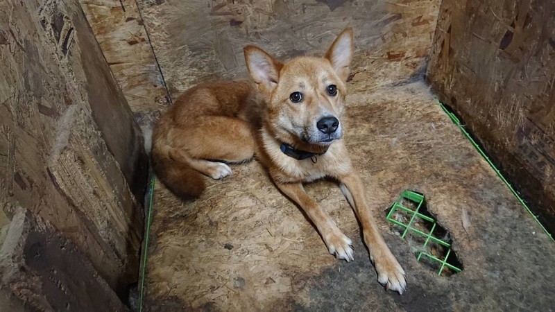 人慣れ 預りボランティア募集 拓海くん いつでも里親募集中