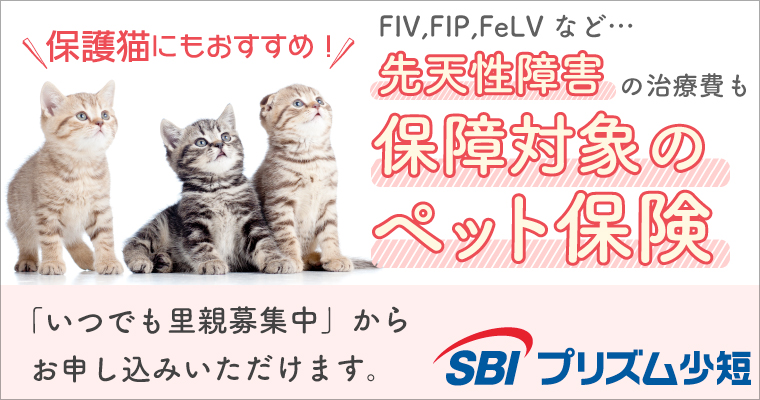 ペット ショップ 売れ残り 猫